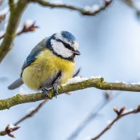 sýkora modřinka - Parus caeruleus