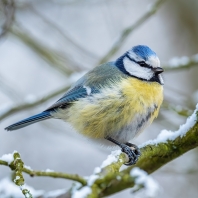 sýkora modřinka - Parus caeruleus