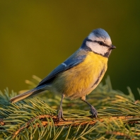 sýkora modřinka - Parus caeruleus