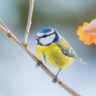 sýkora modřinka - Parus caeruleus