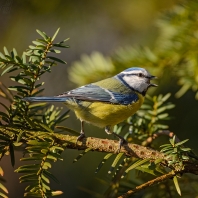 sýkora modřinka - Parus caeruleus