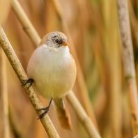 sýkořice vousatá - Panurus biarmicus