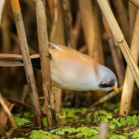 sýkořice vousatá - Panurus biarmicus