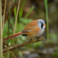 sýkořice vousatá - Panurus biarmicus