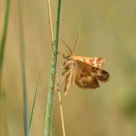 Synaphe moldavica