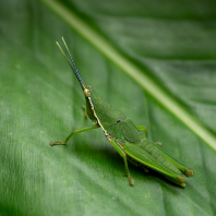 Tagasta tonkinensis