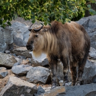 takin zlatý - Budorcas tibetanus bedfordi