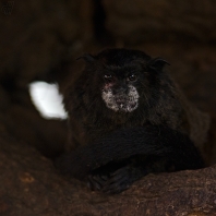 tamarín tmavohřbetý - Saguinus nigricollis