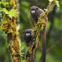 tamarín tmavohřbetý - Saguinus nigricollis