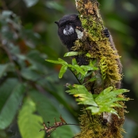 tamarín tmavohřbetý - Saguinus nigricollis