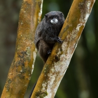 tamarín tmavohřbetý - Saguinus nigricollis