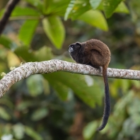 tamarín tmavohřbetý - Saguinus nigricollis