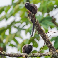 tamarín tmavohřbetý - Saguinus nigricollis