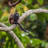 tamarín tmavohřbetý - Saguinus nigricollis