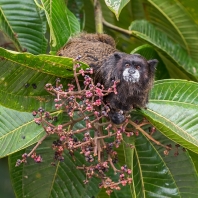 tamarín tmavohřbetý - Saguinus nigricollis