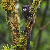 tamarín tmavohřbetý - Saguinus nigricollis