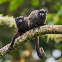 tamarín tmavohřbetý - Saguinus nigricollis