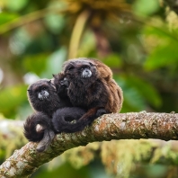 tamarín tmavohřbetý - Saguinus nigricollis