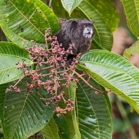 tamarín tmavohřbetý - Saguinus nigricollis