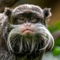 tamarín vousatý - Saguinus imperator