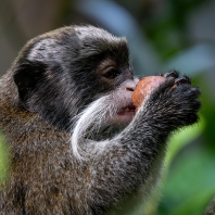 tamarín vousatý - Saguinus imperator
