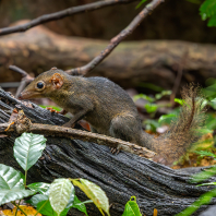 tana severní - Tupaia belangeri