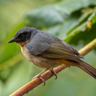 tangara černouchá - Hemispingus melanotis