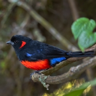 tangara červenobřichá - Anisognathus igniventris