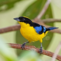 tangara jižní - Anisognathus somptuosus