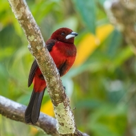 tangara karmínová - Ramphocelus dimidiatus