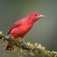 tangara ohnivá - Piranga rubra