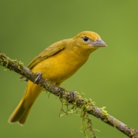 tangara ohnivá - Piranga rubra