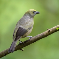 tangara palmová - Thraupis palmarum