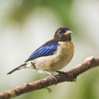 tangara rajská - Iridophanes pulcherrimus