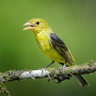 tangara šarlatová - Piranga olivacea