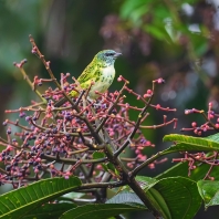 tangara skvrnitá - Tangara punctata