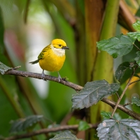 tangarovití - Thraupidae