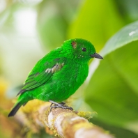 tangara třpytivá - Chlorochrysa phoenicotis