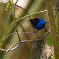 tangara zlatotemenná - Iridosornis rufivertex