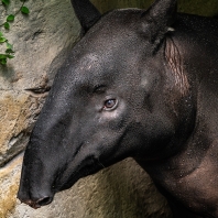 tapír čabrakový - Tapirus indicus