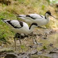 tenkozobec opačný - Recurvirostra avosetta