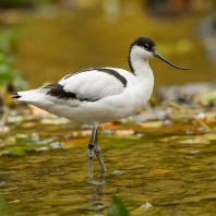tenkozobec opačný - Recurvirostra avosetta