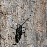 tesařík obrovský - Cerambyx cerdo