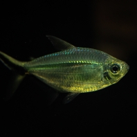 tetra Rodwayova - Hemigrammus rodwayi