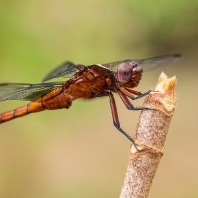 Thermorthemis madagascariensis
