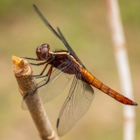 Thermorthemis madagascariensis