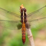 Thermorthemis madagascariensis