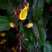 thunbergie mysorská - Thunbergia mysorensis