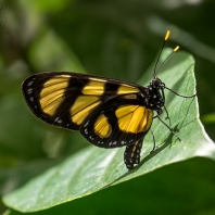 Thyridia psidii