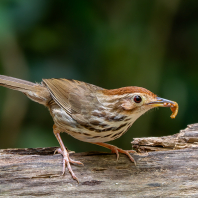 timálie pruhovaná - Pellorneum ruficeps